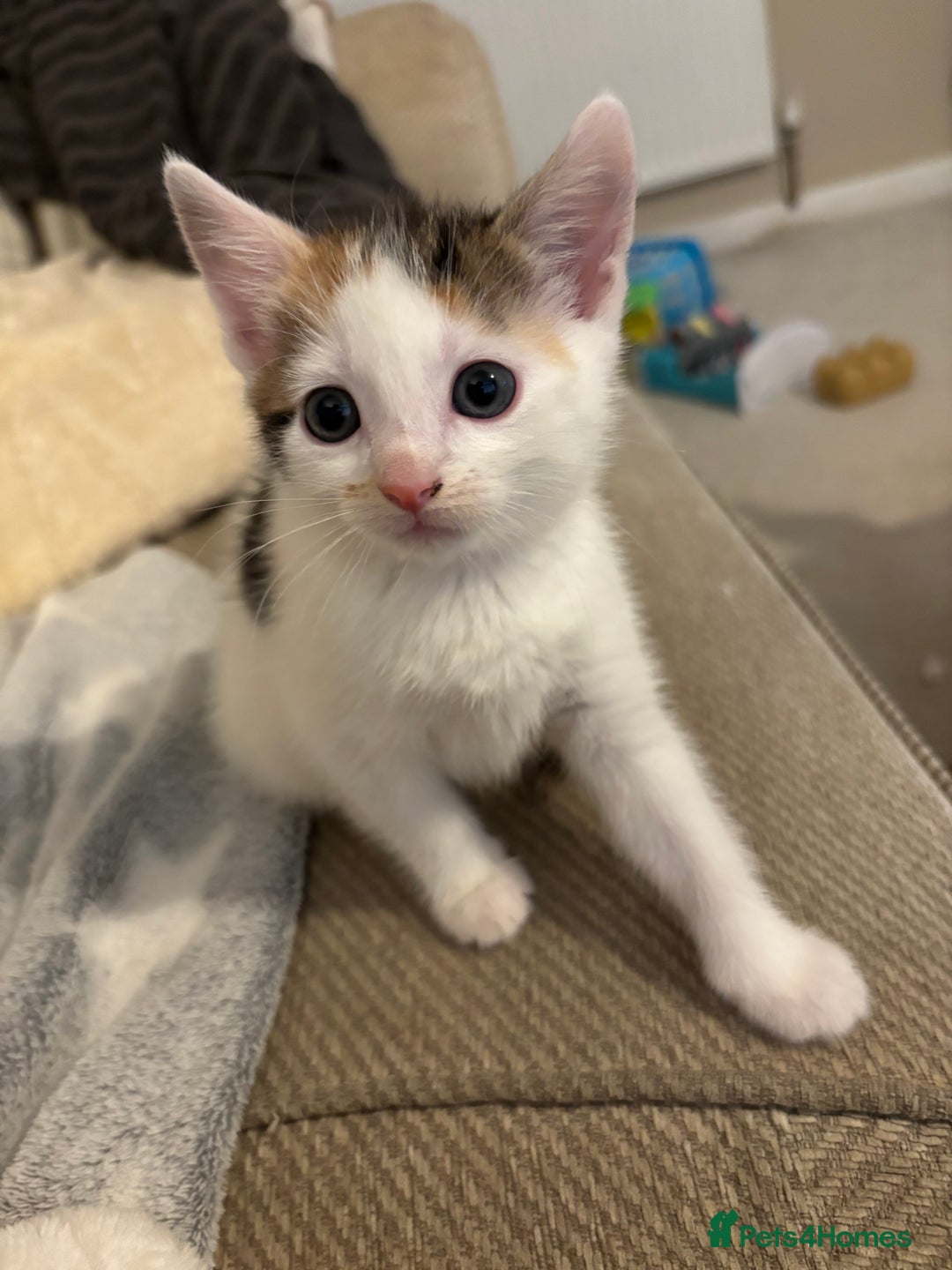 Domestic Shorthair cats for sale: Kittens for sale - Image 6