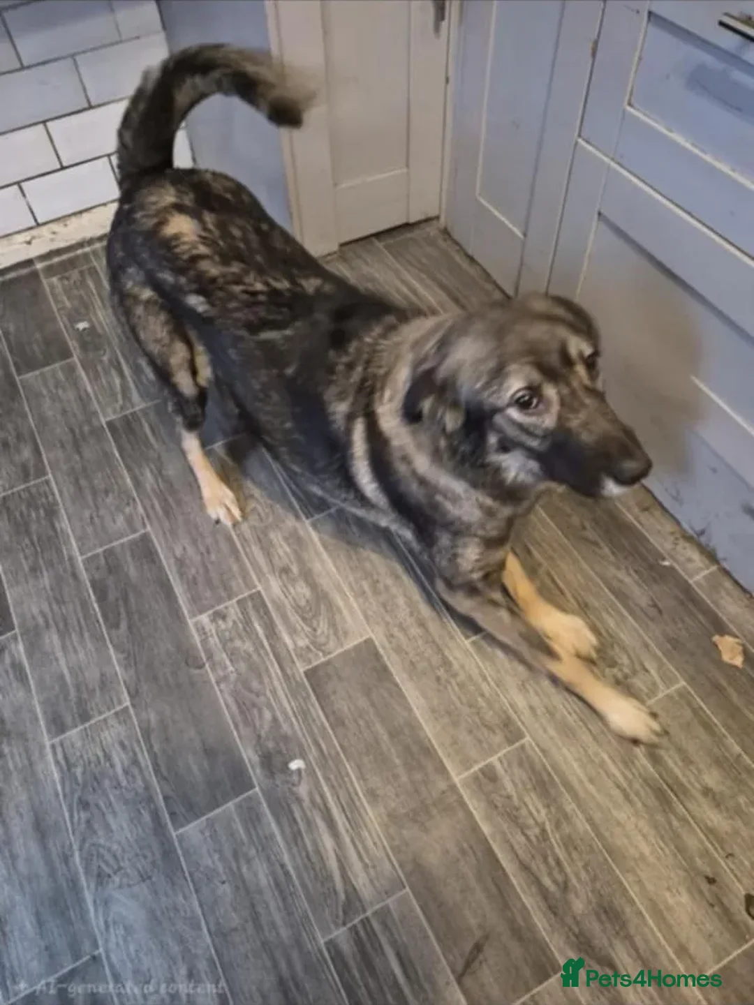 Mixed Breed dogs for adoption: Nala  - Advert 4