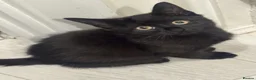 Mixed Breed cats for sale: Two kittens for sale x in Birmingham - Advert 5