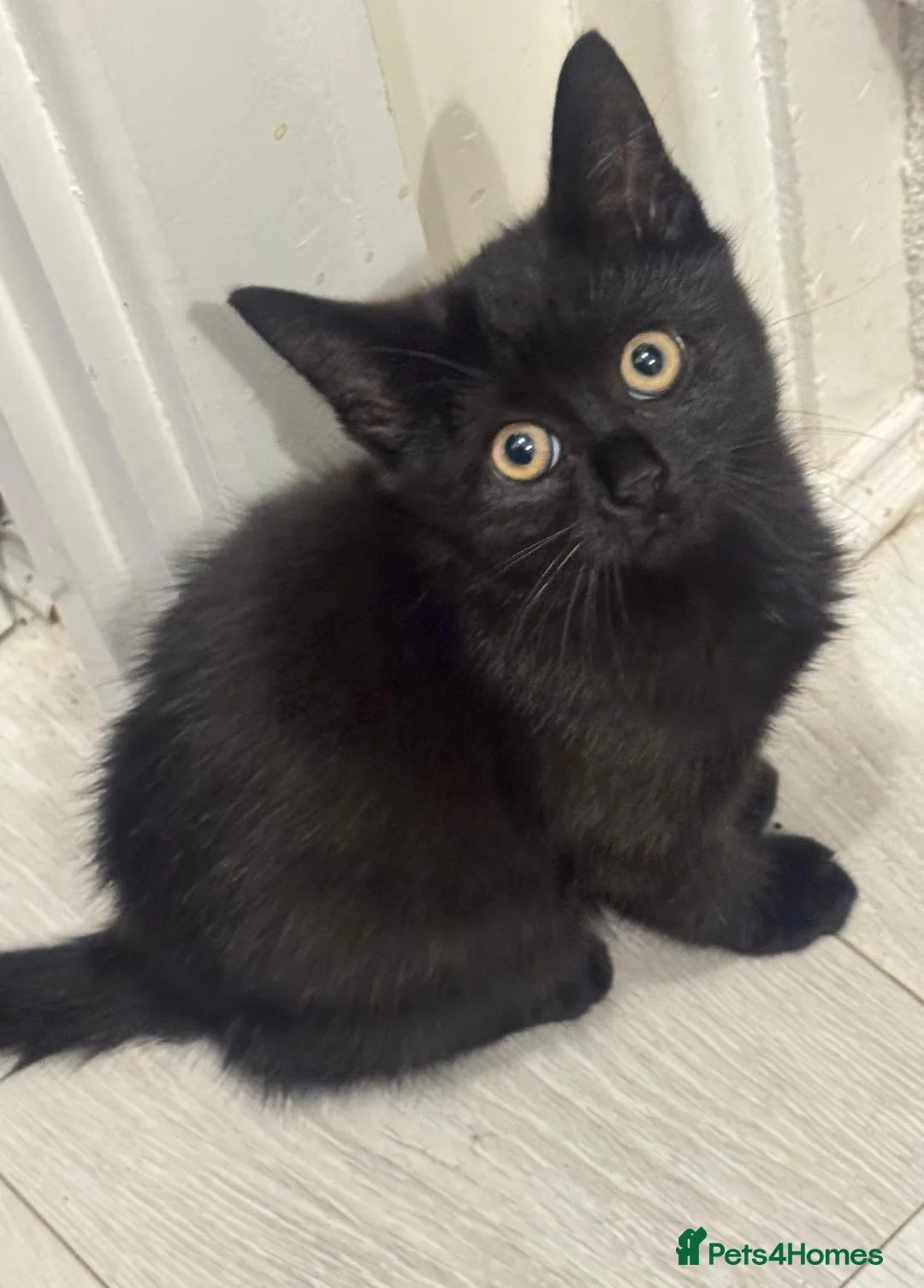 Mixed Breed cats for sale: Two kittens for sale x in Birmingham - Advert 5