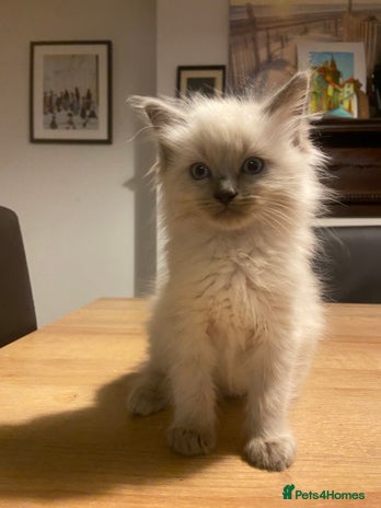 Ragdoll cats - Advert 1