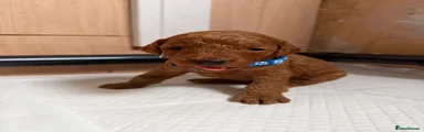 Cockapoo 1