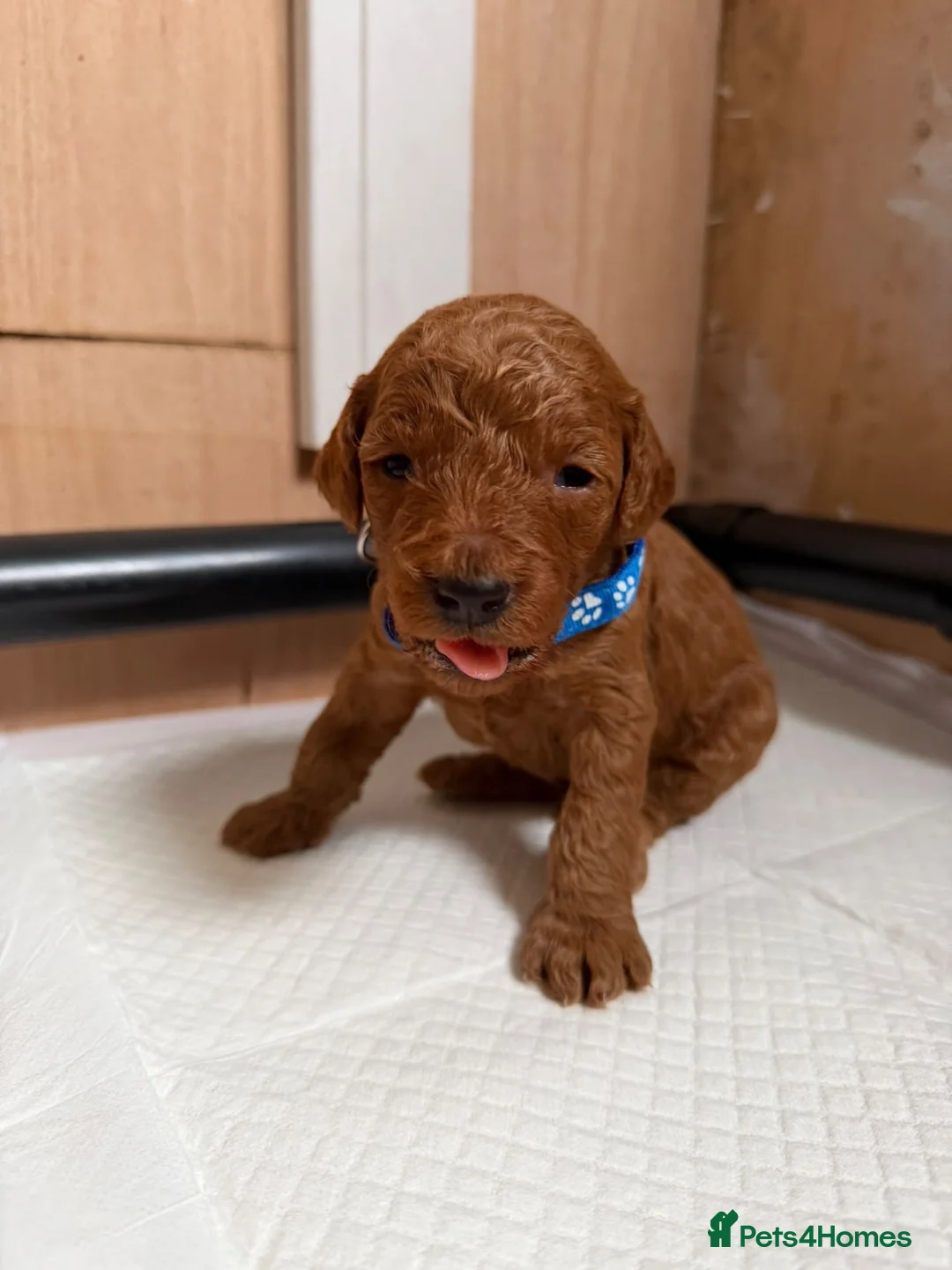Cockapoo dogs for sale: F1b cockerpoo puppy’s  - Advert 17