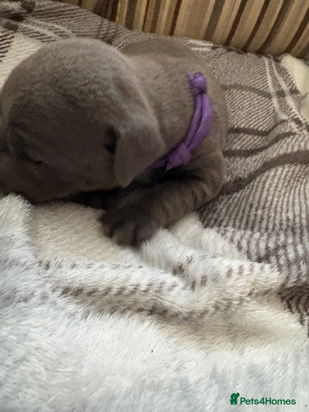 Staffordshire Bull Terrier dogs for sale: 8 Staffordshire Bull Terriers  - Image 24