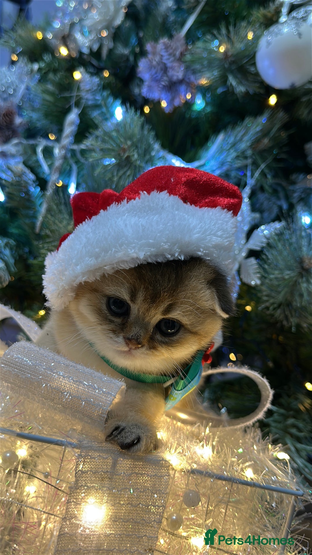 Scottish Fold cats for sale: Adorable Scottish Kittens – Raised with Love - Advert 9