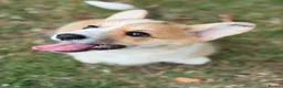 Welsh Corgi Pembroke dogs for sale:  Pembrokeshire Corgi Puppies for sale!🏡 - Advert 6