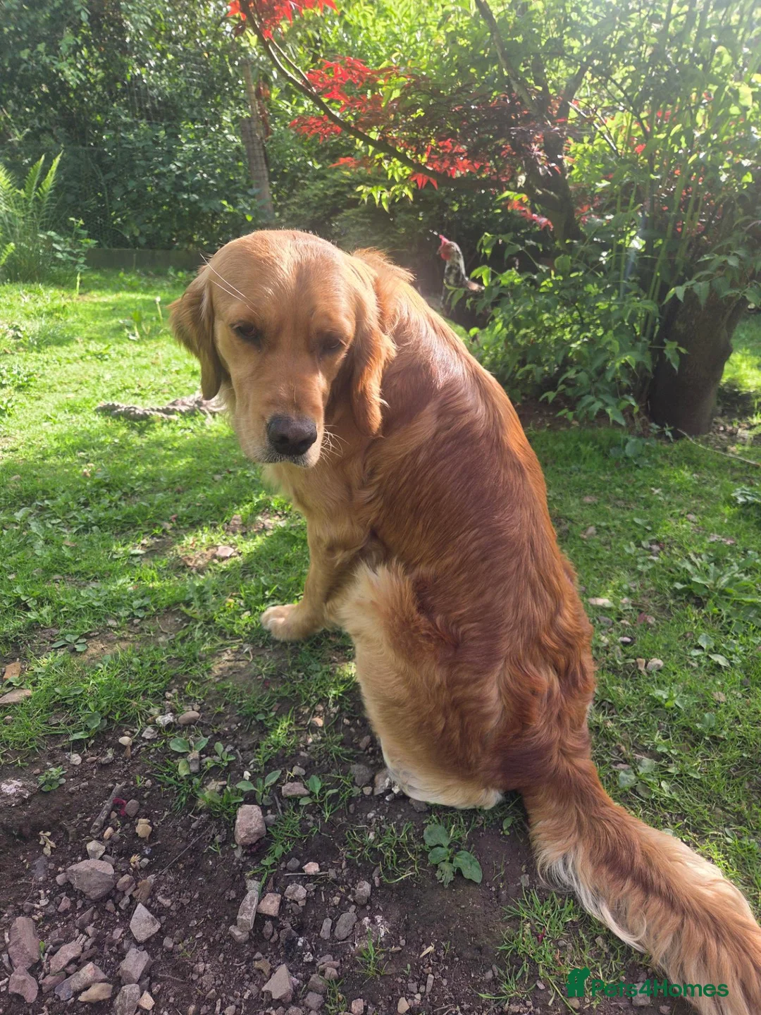 Golden Retriever dogs for stud: KC Health tested Working Golden Retriever Stud  - Advert 2