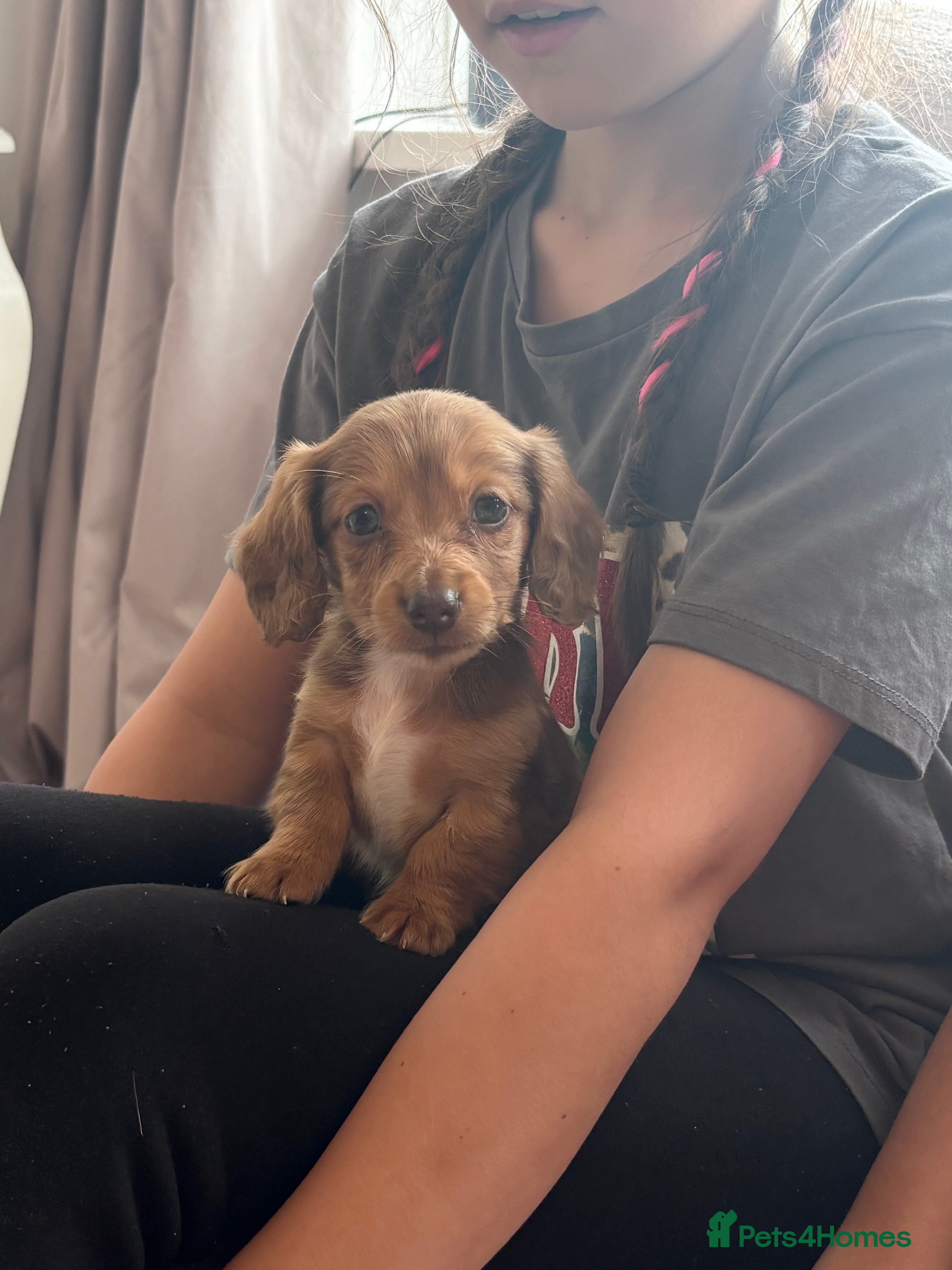 Miniature Dachshund dogs True miniature dachshund  - Advert 2
