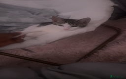 Domestic Shorthair cats for sale: Beautiful white tabby striped kitten  - Image 2