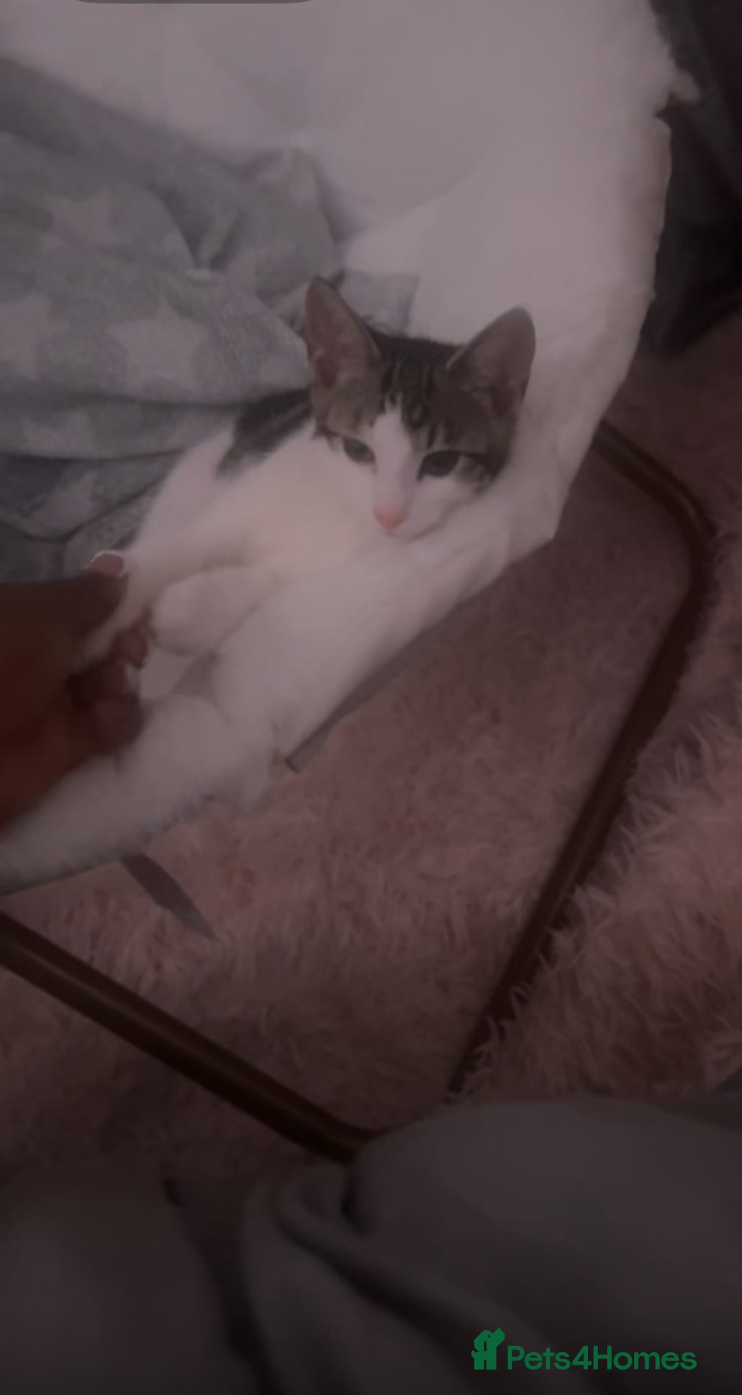 Domestic Shorthair cats for sale: Beautiful white tabby striped kitten  - Image 2