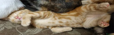 Mixed Breed 1