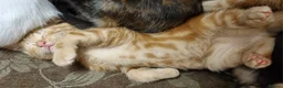 Mixed Breed cats for sale: Pretty kittens ready now for their forever homes  - Advert 7