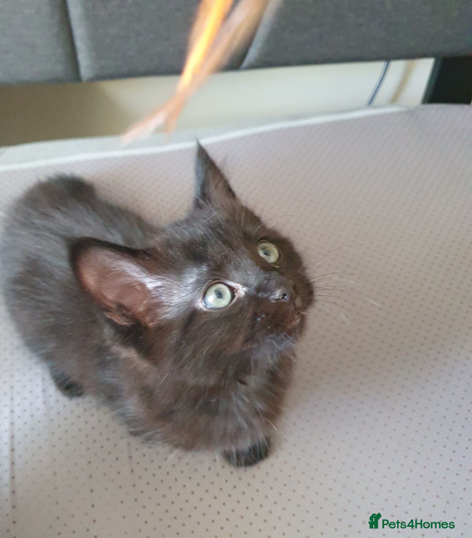 Mixed Breed cats Two gorgeous 9-week-old half-Ragdoll boys - Advert 8