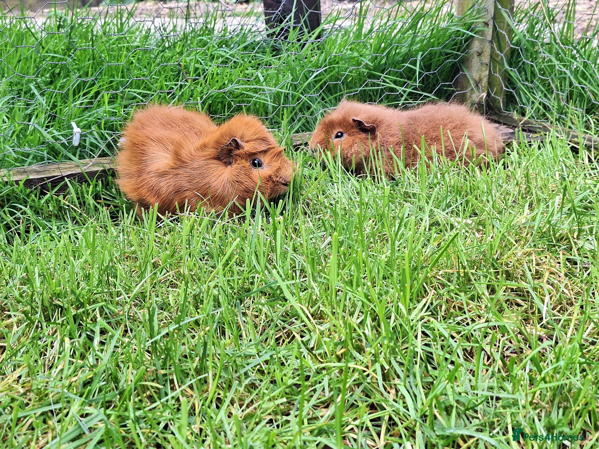 Guinea Pig rodents Two adult male guinea pigs bonded pair  - Advert 1