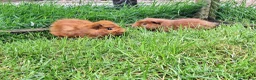 Guinea Pig rodents for sale: Two adult male guinea pigs bonded pair  - Advert 1