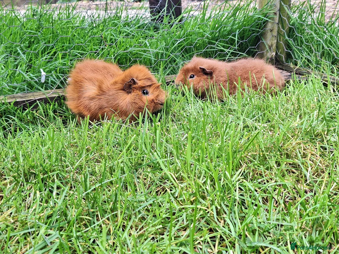 Guinea Pig rodents for sale: Two adult male guinea pigs bonded pair  - Advert 1