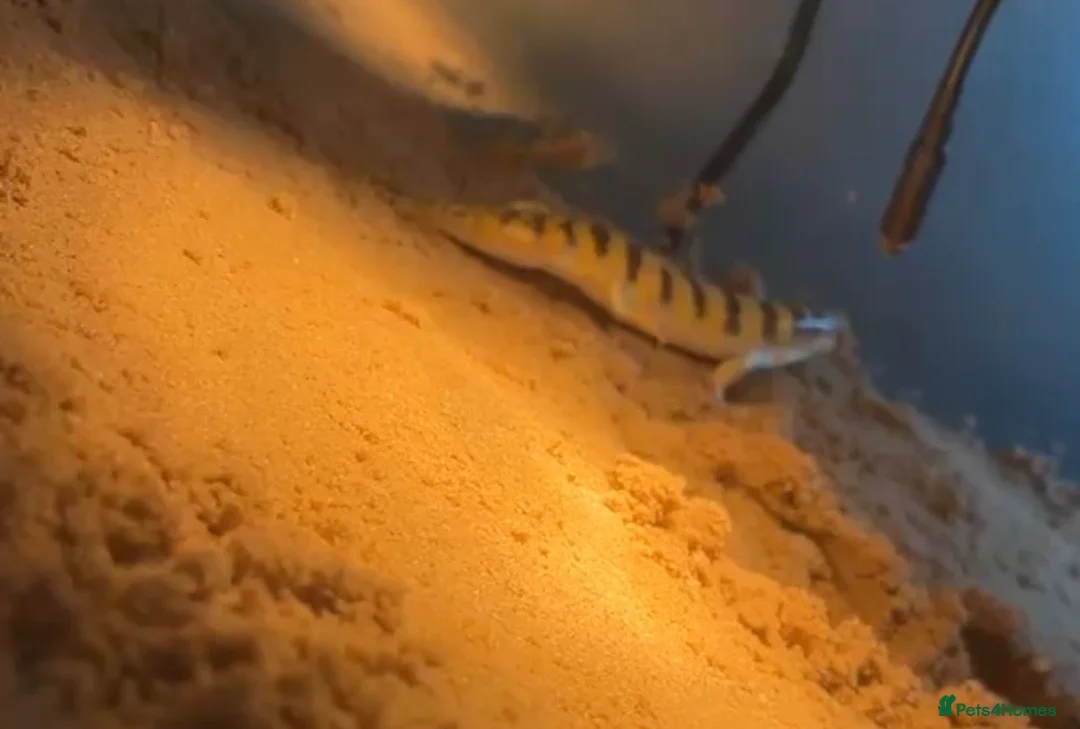 Skink reptiles for sale: Sandfish skink - Advert 2