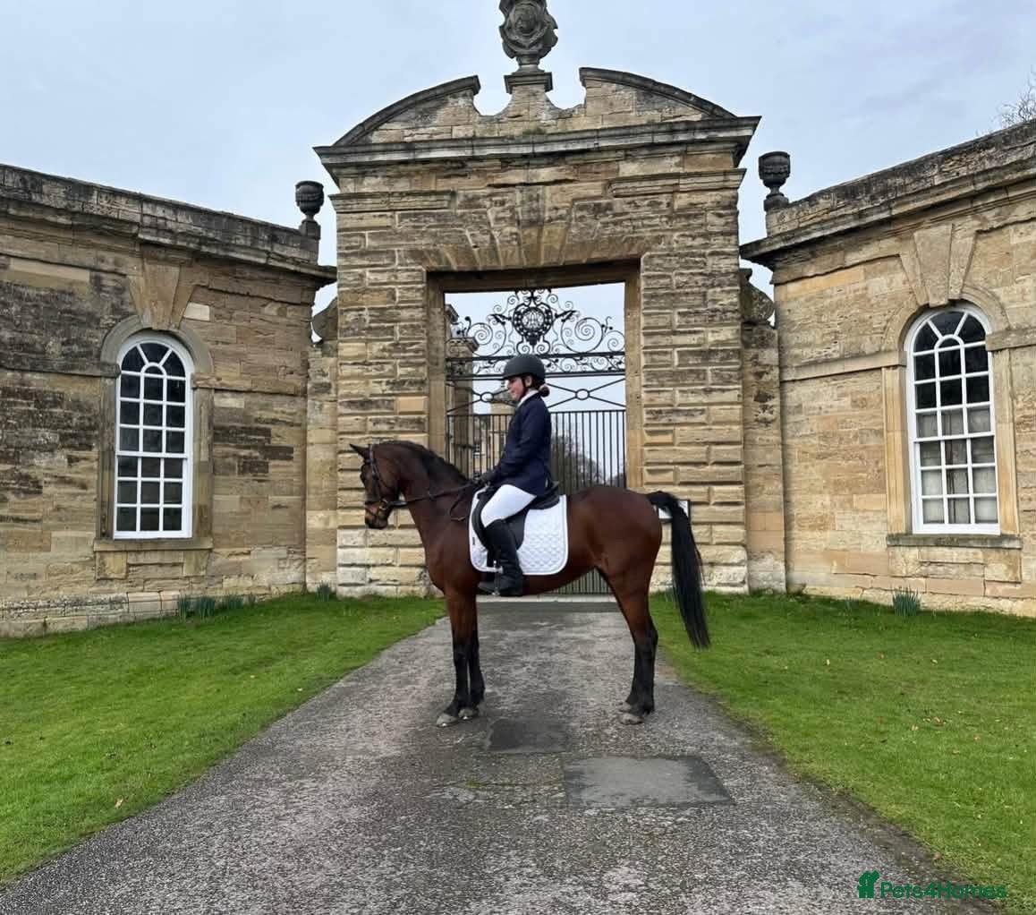 Other Breed horses Looking for new 🏠 - Advert 2