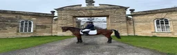 Other Breed horses for sale: Looking for new 🏠 - Advert 1