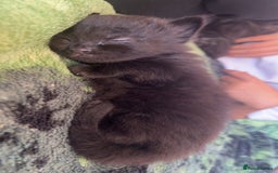 Maine Coon cats for sale: 5 half maine coon half tabby kittens for sale - Image 3