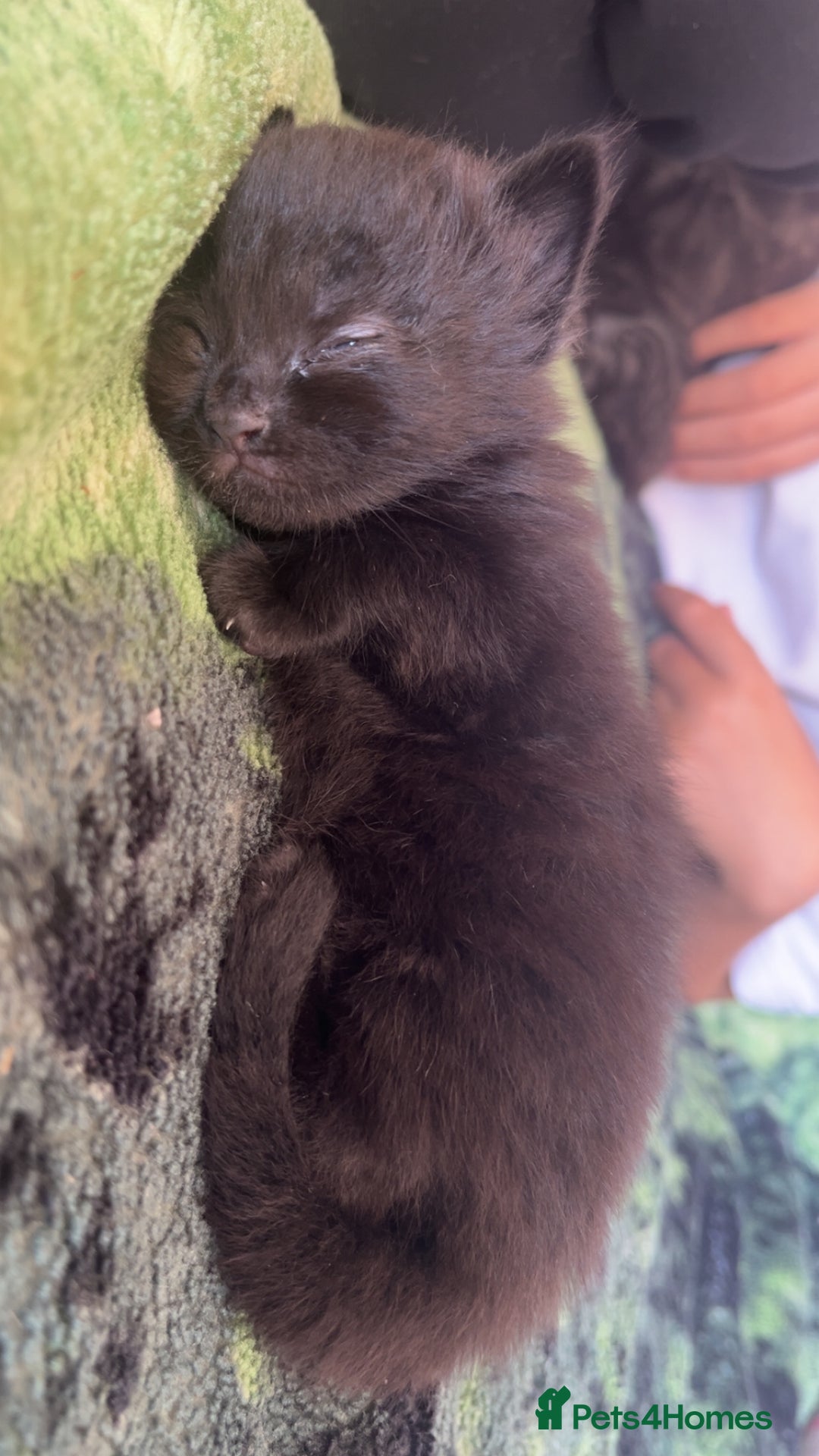 Maine Coon cats for sale: 5 half maine coon half tabby kittens for sale - Image 3