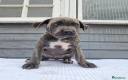 Cane Corso dogs for sale: Italian cane corso puppies  - Image 10