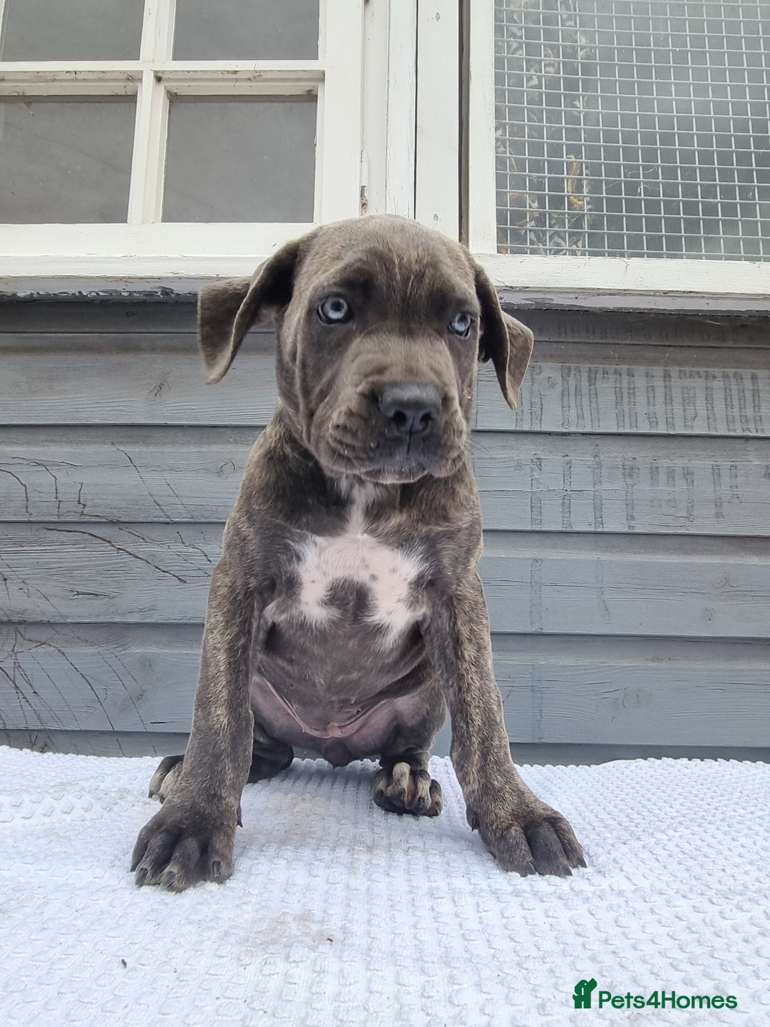 Cane Corso dogs for sale: Italian cane corso puppies  - Image 10