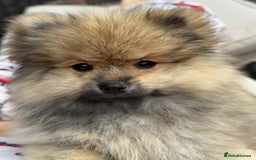 Pomeranian dogs for sale: Teddy bear pomeranians  - Image 12