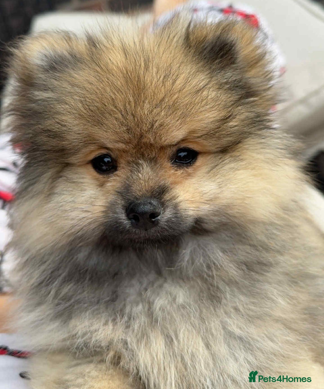 Pomeranian dogs for sale: Teddy bear pomeranians  - Image 12