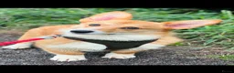Welsh Corgi Pembroke dogs for sale: Stunning Corgis KC Registered  - Advert 3