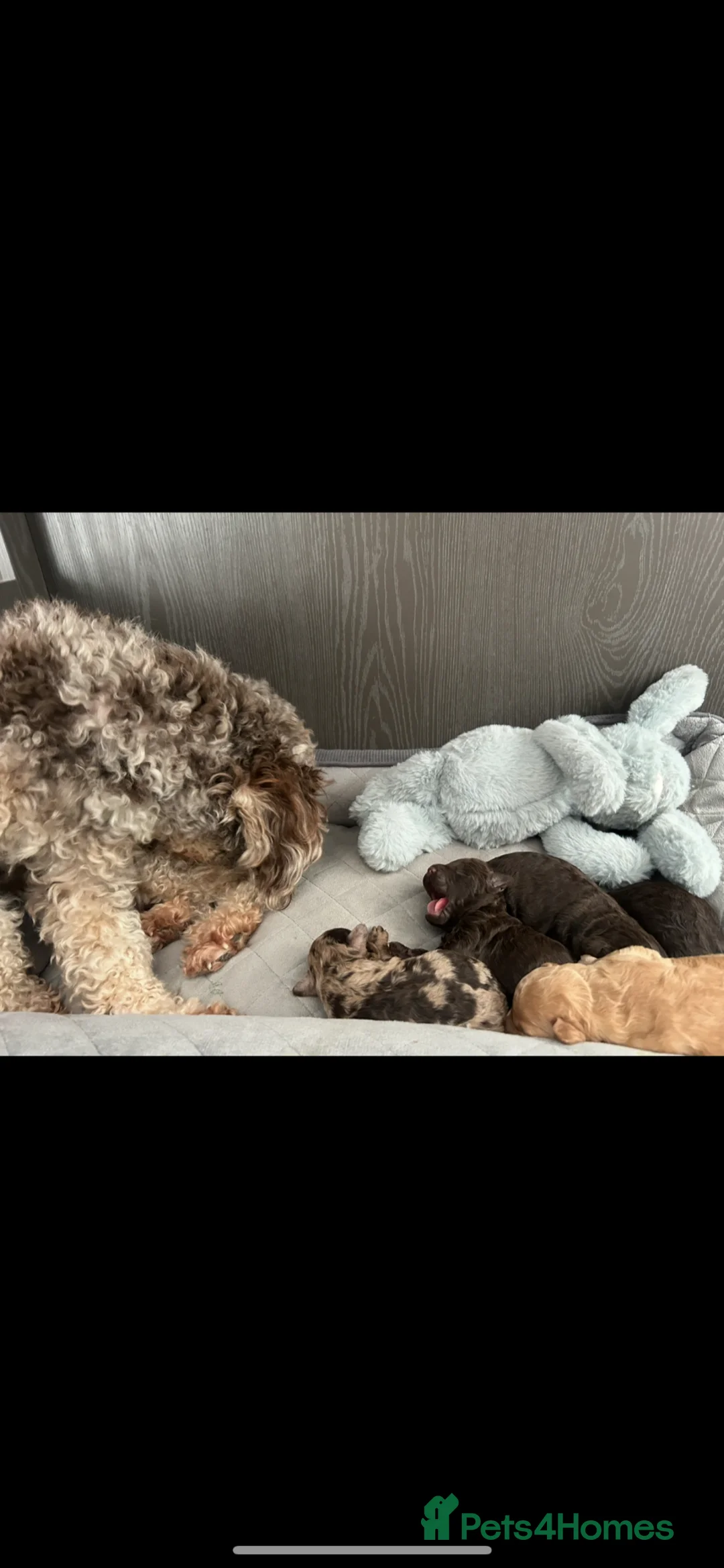 Cockapoo dogs for sale: Gorgeous Cockapoo puppies  in Canterbury - Advert 2