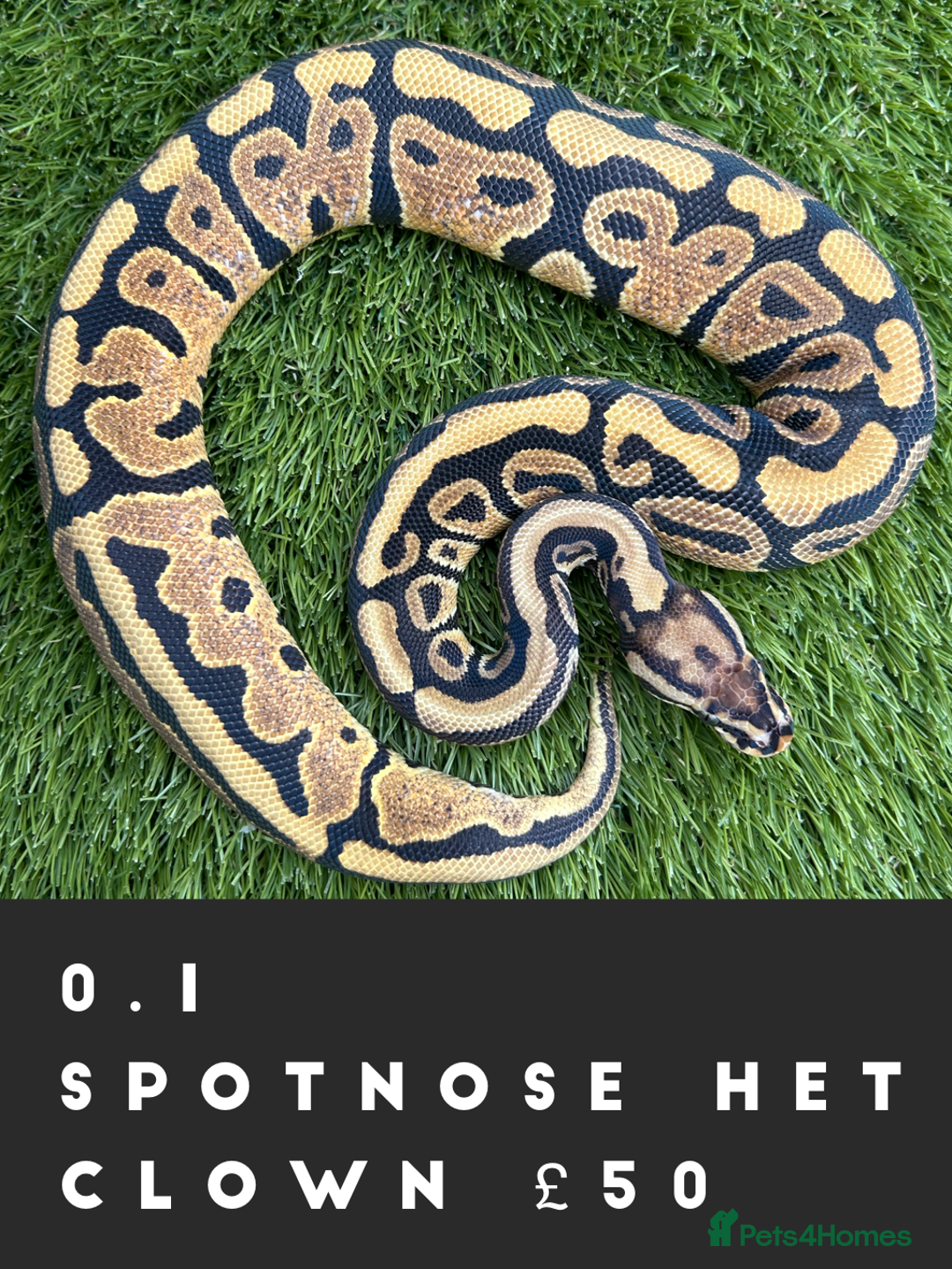 Python Snake reptiles for sale: Royal Pythons  - Image 4