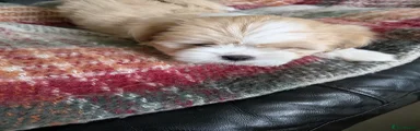 Lhasa Apso Puppy 4