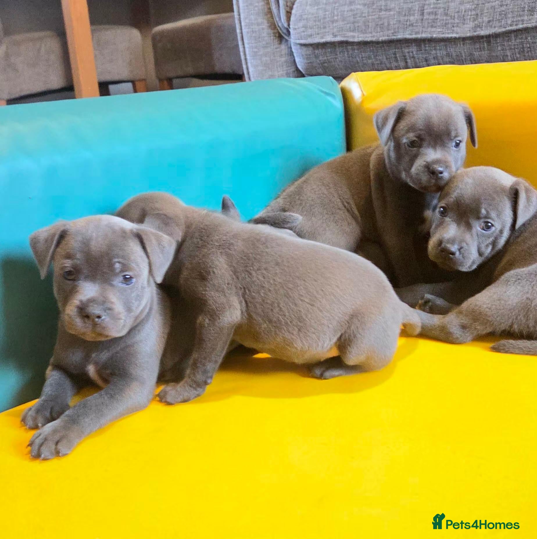 Staffordshire Bull Terrier dogs KC Blue Staffordshire Bull terrier puppies - Advert 5