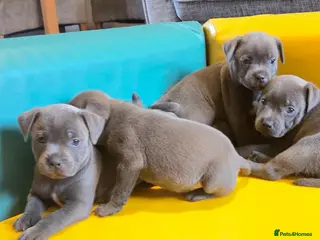 Staffordshire Bull Terrier dogs KC Blue Staffordshire Bull terrier puppies - Advert 5