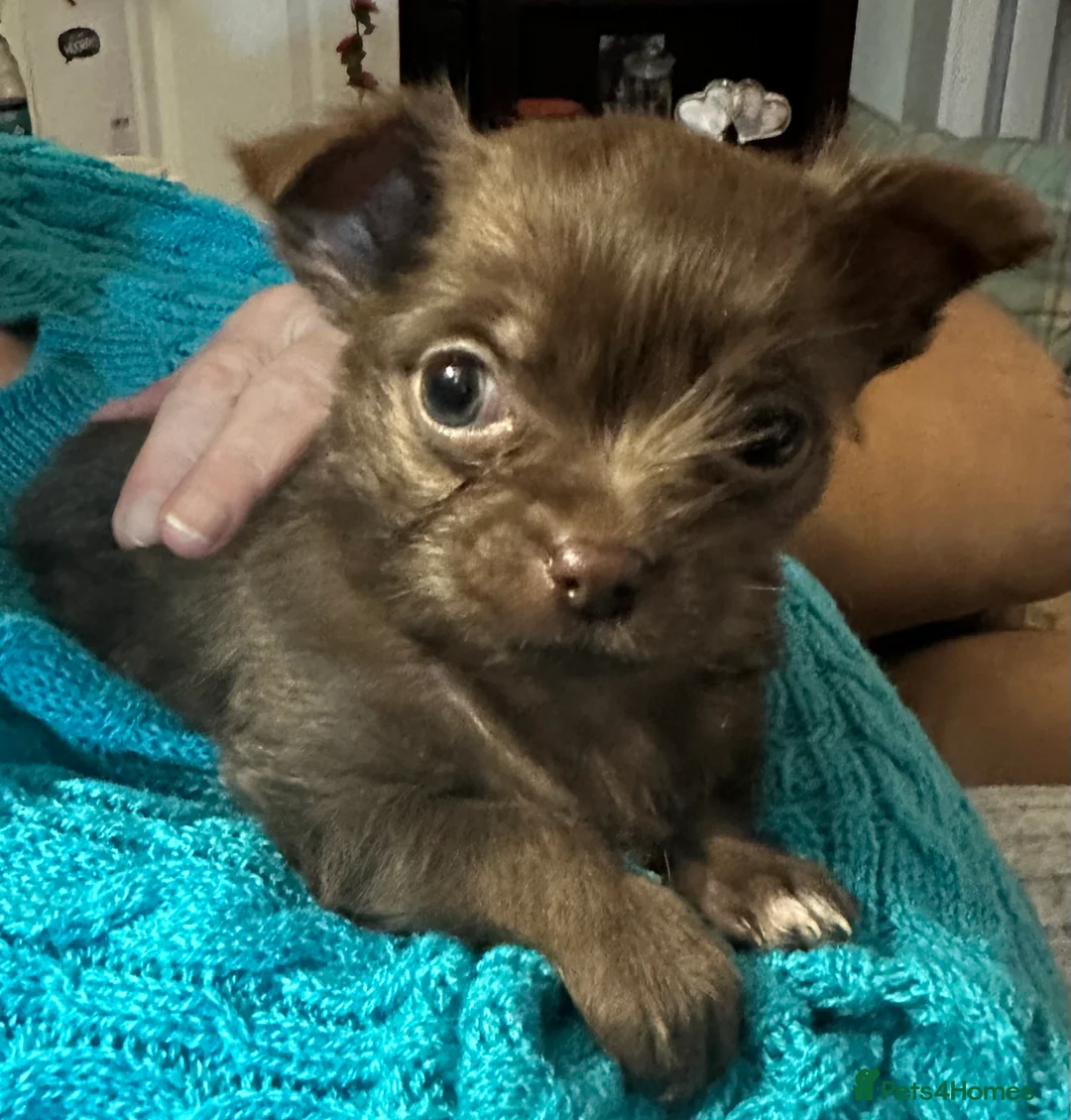 Chihuahua dogs for sale: X2 Gorgeous Chihuahua little ladies - Advert 17