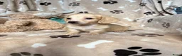 Miniature Dachshund dogs for stud: PROVEN CLEAR CREAM STUD BOY ❄️PRINCE ICE❄️ - Advert 13