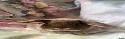 Mini Lop rabbits for sale: Pure bred show quality mini lops  - Advert 16