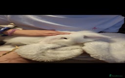 Mini Lion Lop rabbits for sale: Mini lionhead  - Image 1