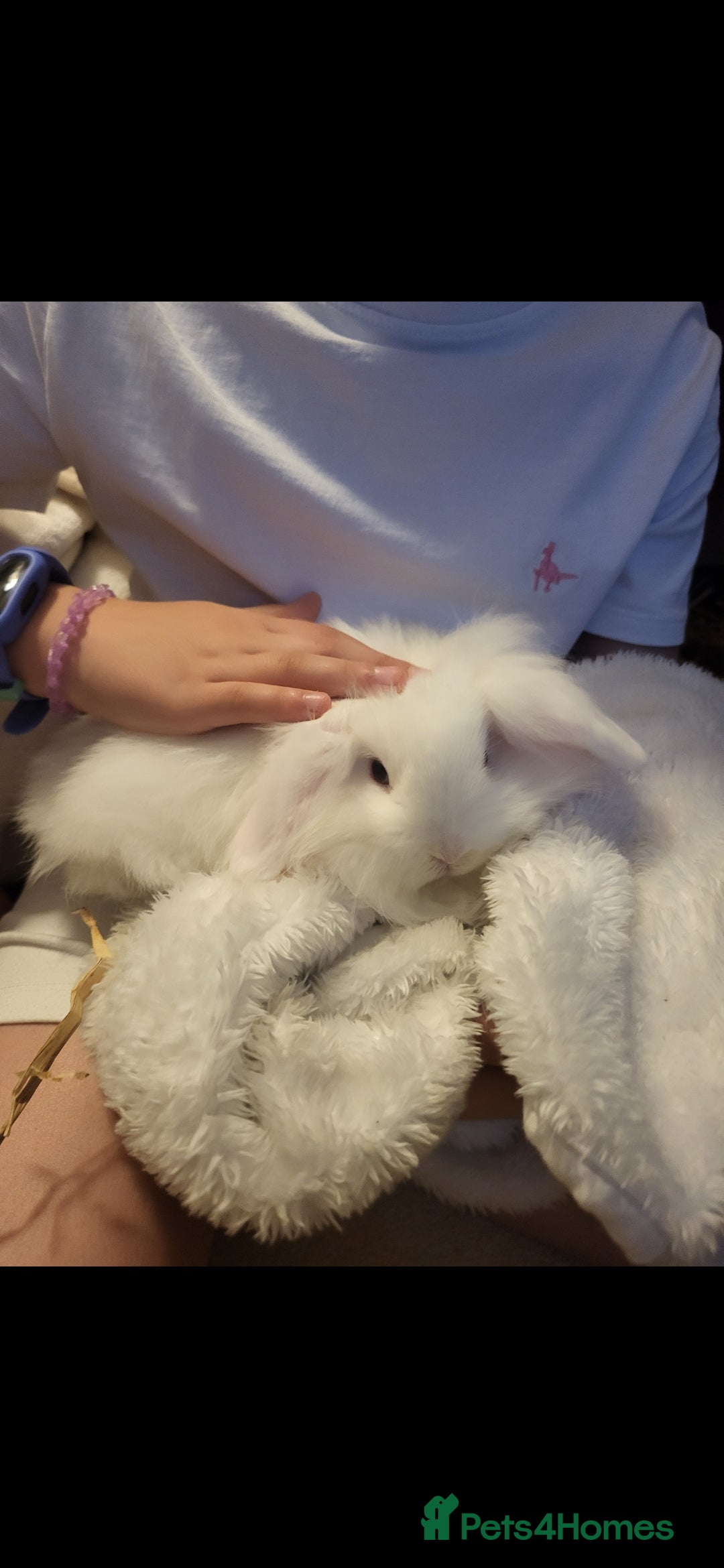 Mini Lion Lop rabbits for sale: Mini lionhead  - Image 1