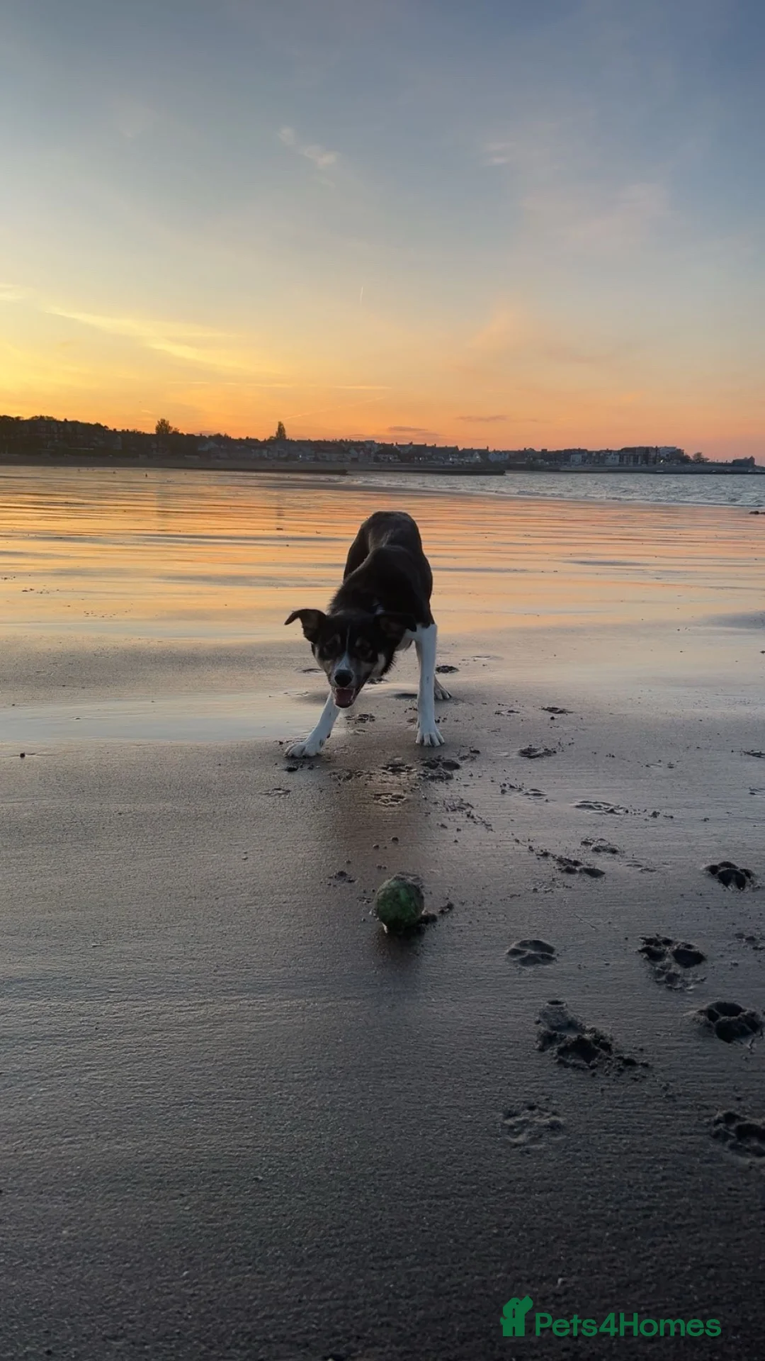 Border Collie dogs for sale: 1 Year Old Border Collie Looking for Home in Colwyn Bay - Advert 4