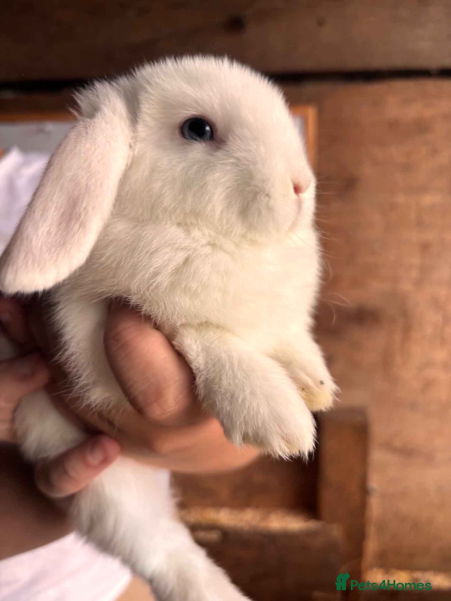 Mini Lop rabbits for sale: 8 beautiful baby’s rabbit  - Advert 10