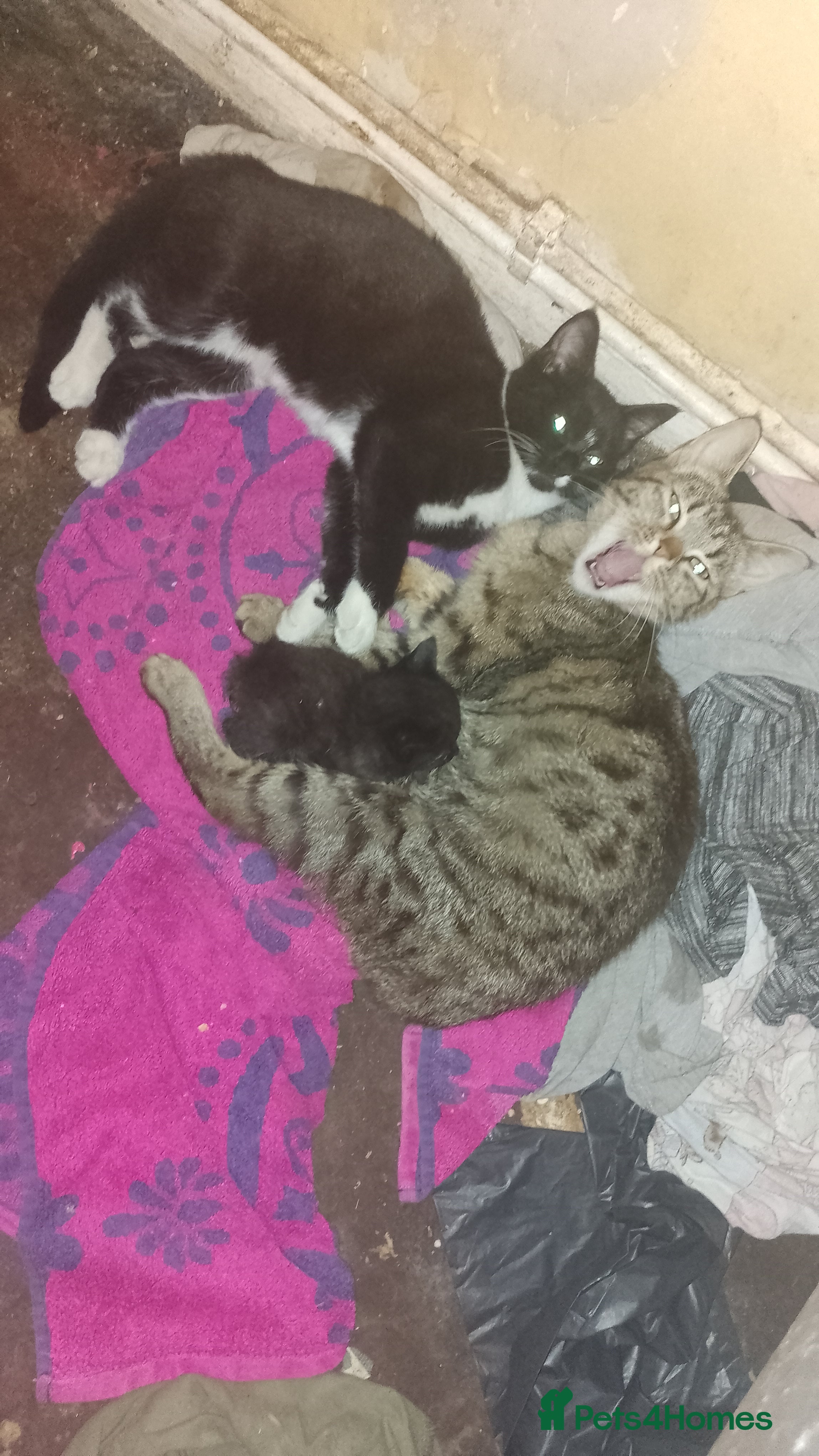 Mixed Breed cats 6 kittens ready for their forever homes  - Advert 10