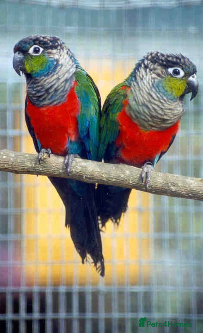 Conures birds for sale: Bonded Pair of Crimson-bellied Conure - Advert 1