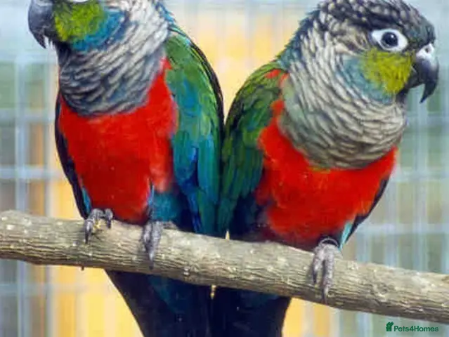 Conures birds for sale: Bonded Pair of Crimson-bellied Conure - Advert 1