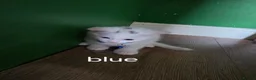 Mixed Breed cats for sale: Maine coon x Scottish fold  - Advert 11