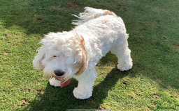 Cavapoo dogs for sale: Miniature Australian Cavadoodles - Image 9