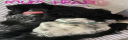Sprocker dogs for sale: Stunning Merle & Traditional B/W Sprocker Puppies  - Advert 17