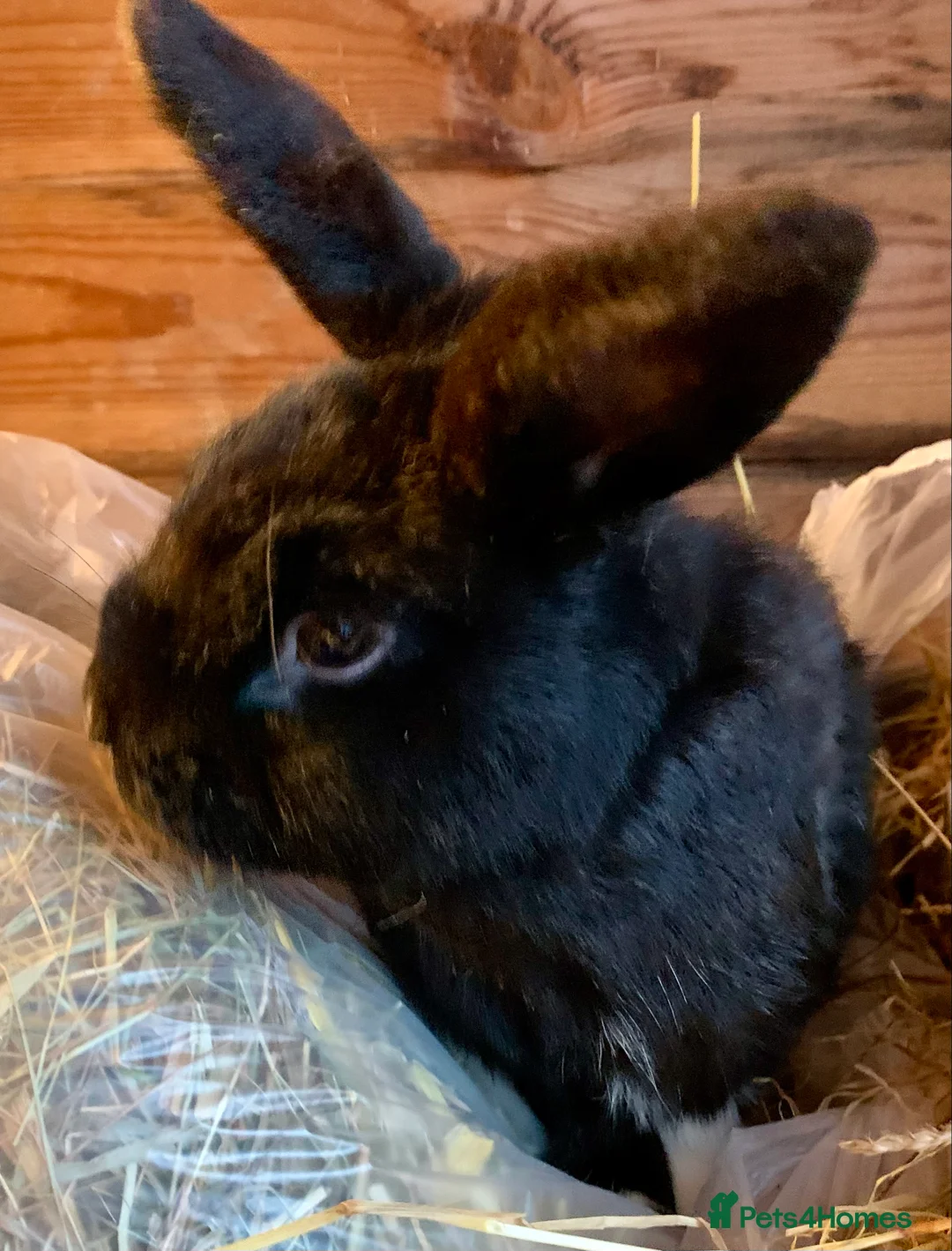 Mixed Breed rabbits for sale: Mixed breed rabbit - Advert 1