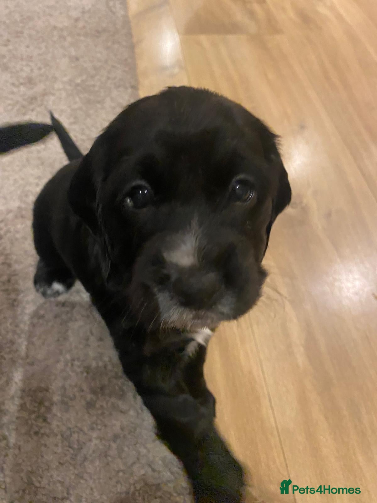 Cocker Spaniel dogs Cocker Spaniel Puppies - Advert 2